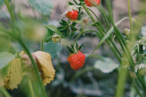 Essential Skills for Success in Food Science: A Guide to Excelling in the Field