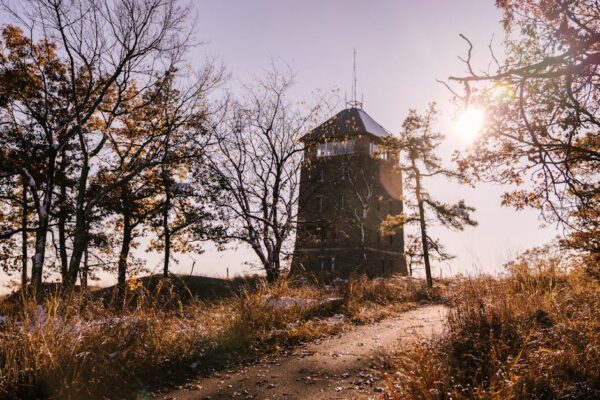 Mastering Your Path to Success in Telecommunication Services