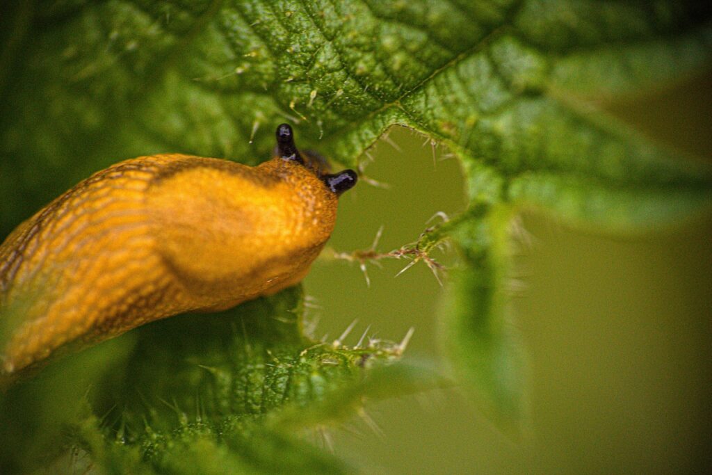 Prioritizing Projects Without Compromising Quality