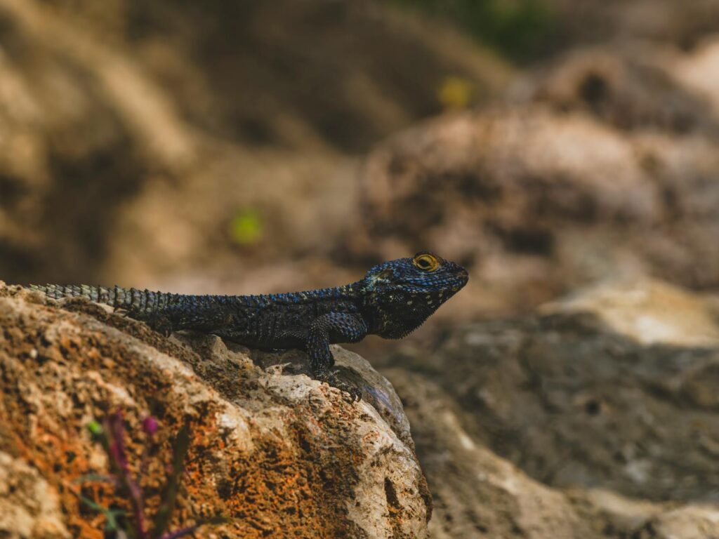 Agile Methodologies in Animation Production Agile Methodologies in Animation Production