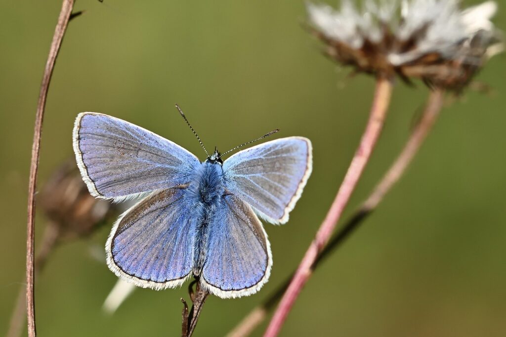 Engaging Both Ends of the Spectrum: Finding Common Ground