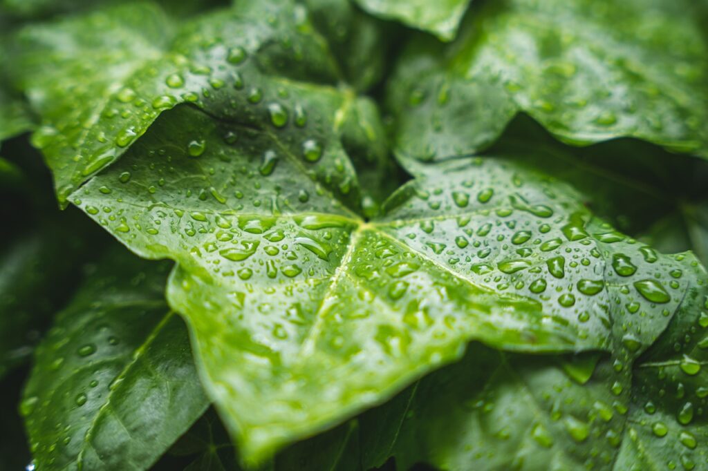 Implementing Rain Gardens to Manage Water Flow