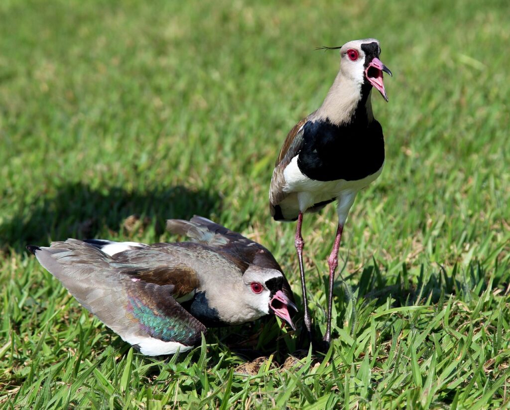 Prioritizing Project Needs vs. Wants