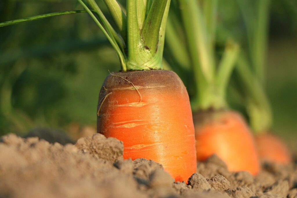 Best Practices for Aeration and Soil Health Best Practices for Aeration and Soil Health