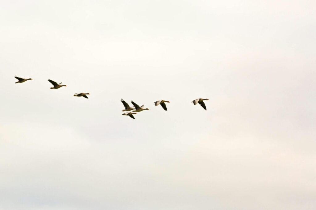 Leveraging Cloud Storage for Seamless Collaboration Leveraging Cloud Storage for Seamless Collaboration