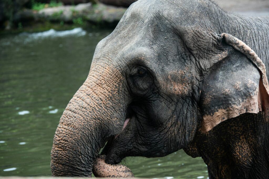 Emotional Intelligence and Customer Loyalty in Large Hotel Chains