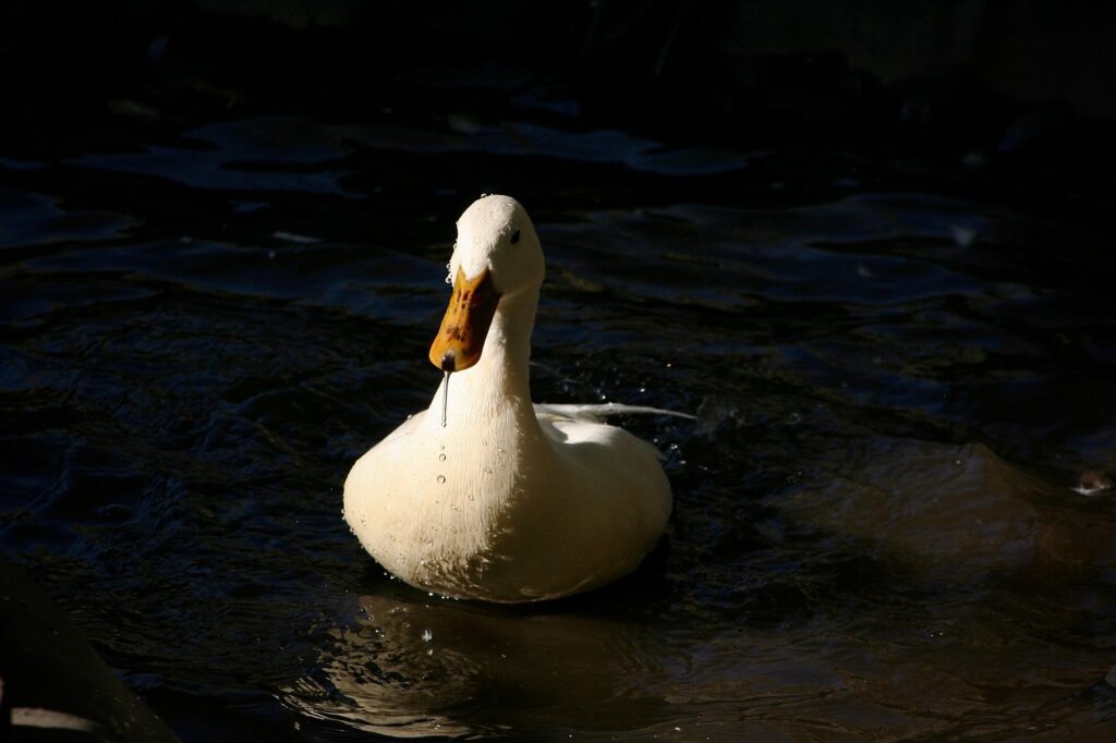 Best Practices for Ongoing Staff Development in Customer Service