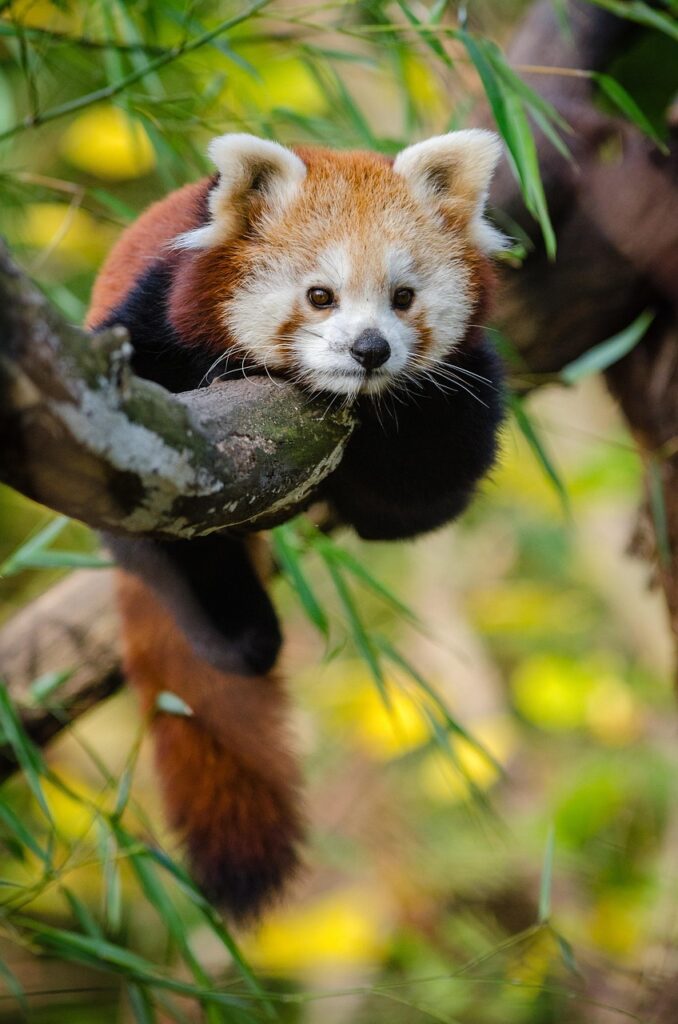 Pricing Biodiversity: A Path to Conservation