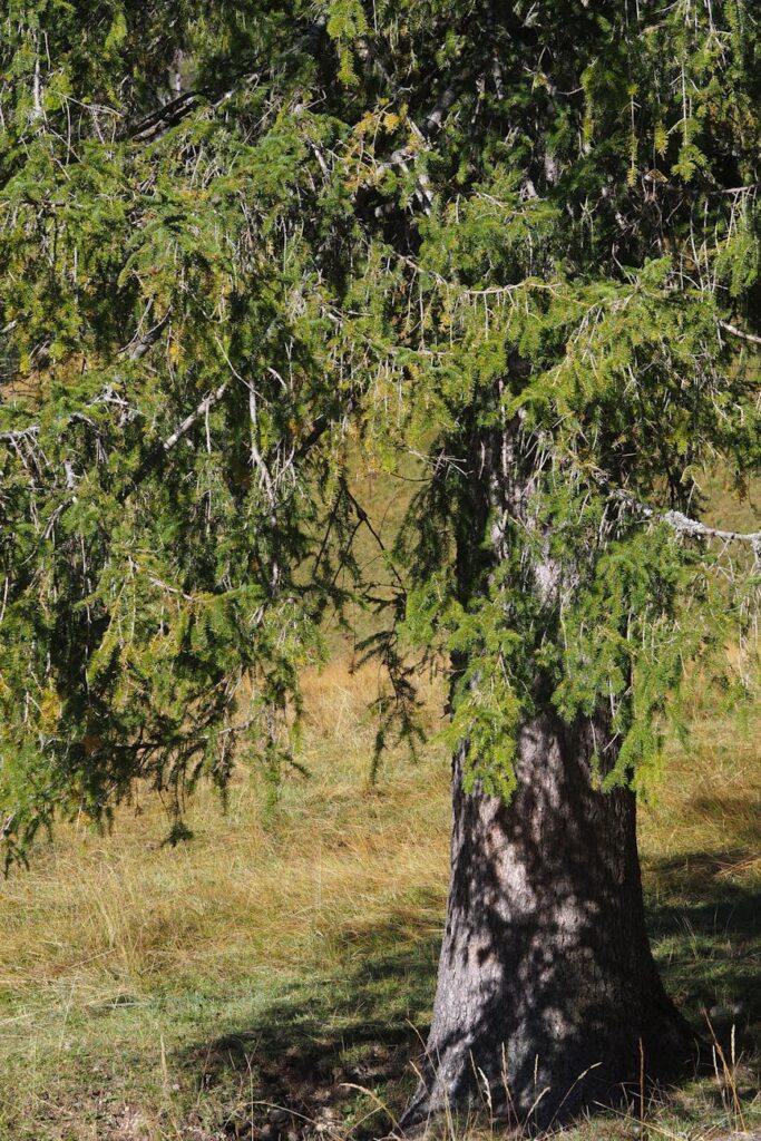 Case Studies: Successful Implementation of Nature Valuation