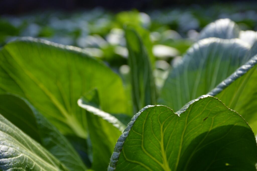 Addressing Misinformation In The Nutrition Field