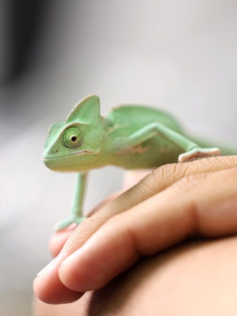 Celebrating Small Wins to Encourage Adaptation