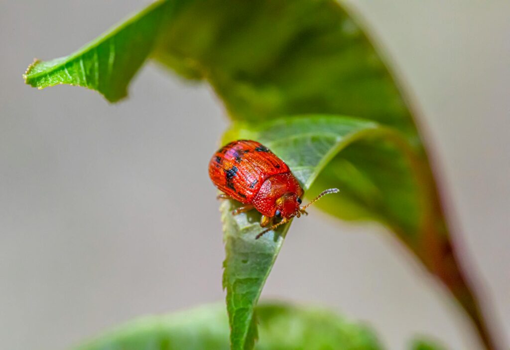 Establishing Clear Criteria for Bug Severity Classification