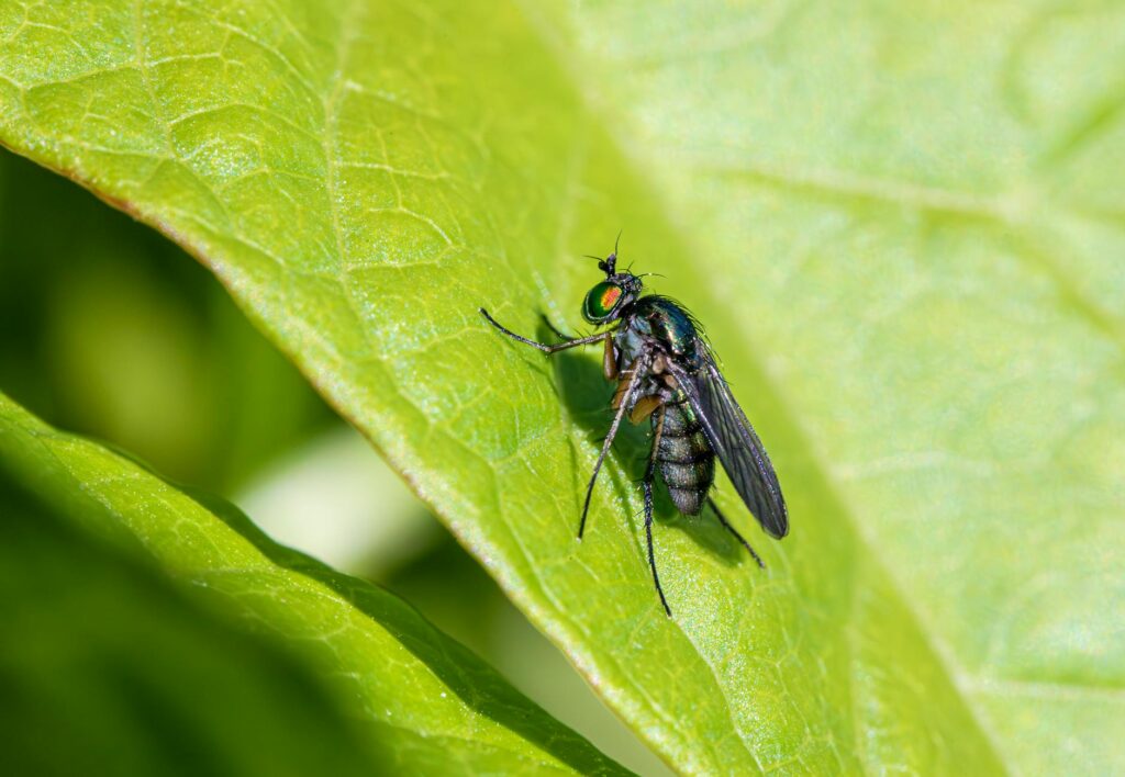 The Role of Testers in Bug Severity Assessment