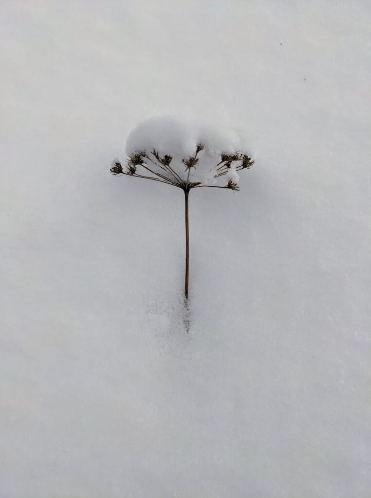 Utilizing Dry Ice and Gel Packs for Temporary Cooling