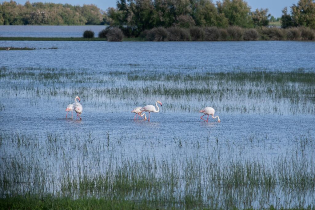 Evaluating Water Usage and Conservation Strategies Evaluating Water Usage and Conservation Strategies