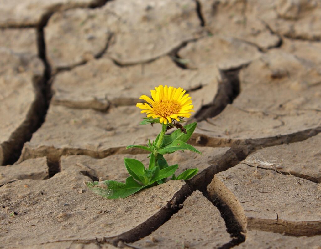 The Role of Mentorship in Strengthening Resilience The Role of Mentorship in Strengthening Resilience