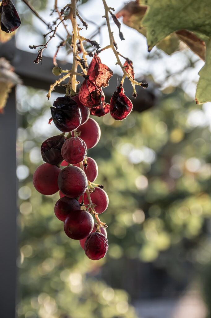 Creative Leftover Recipes