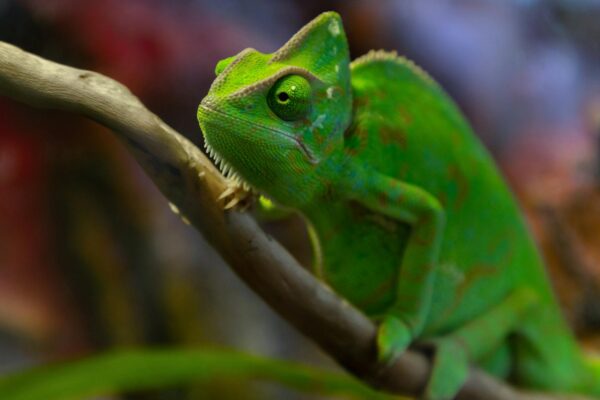 How to Effectively Manage Progress Tracking for Your Team’s SMART Goals