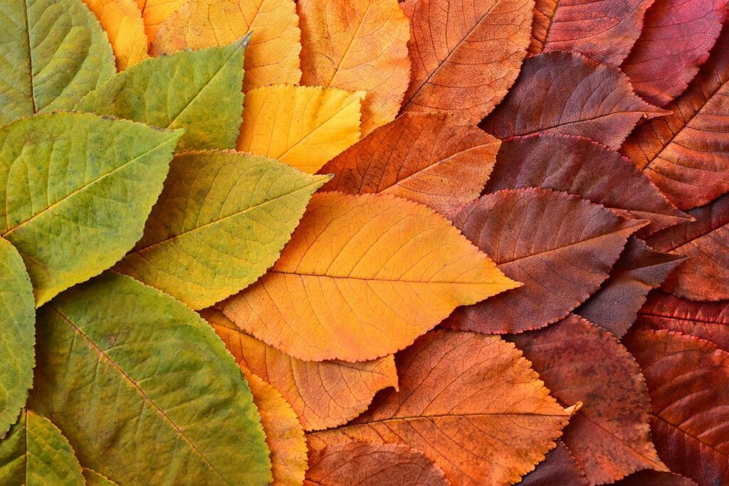 The Future of HR: Data-Driven Transformation