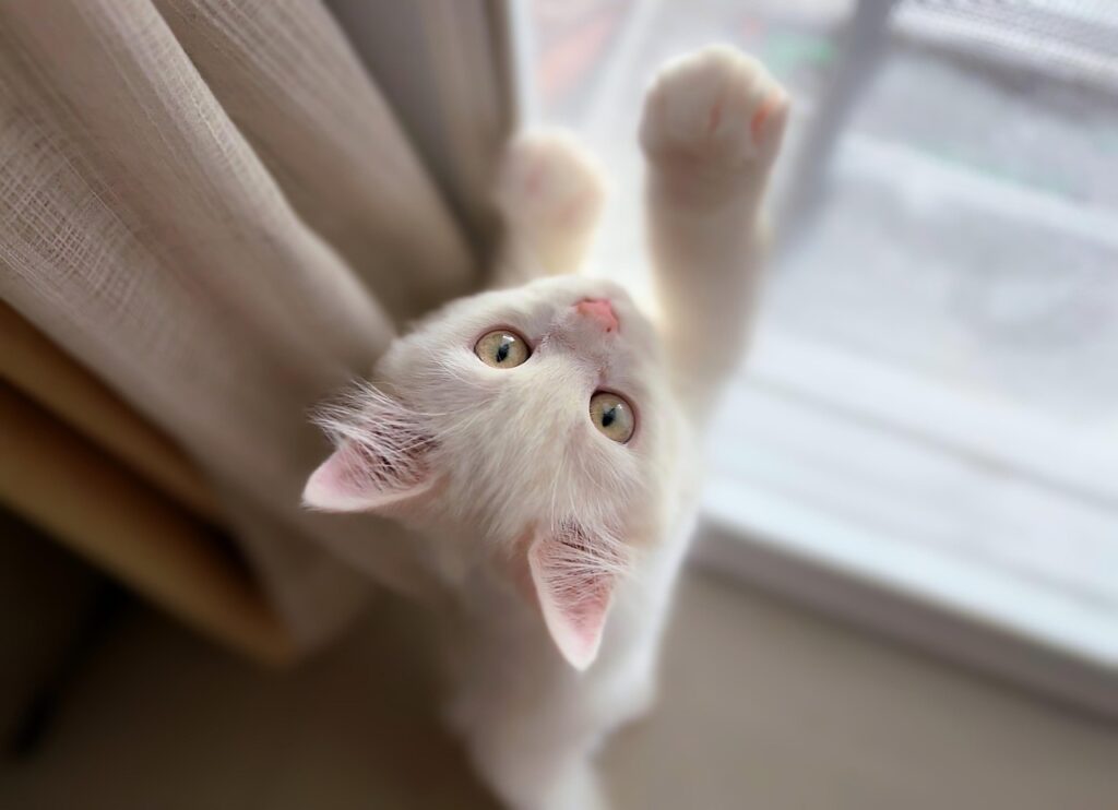 Cultivating Curiosity