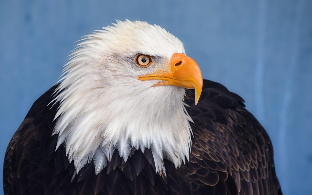 The Evolution of Bald Eagles as a Symbol of Leadership in HR The Evolution of Bald Eagles as a Symbol of Leadership in HR