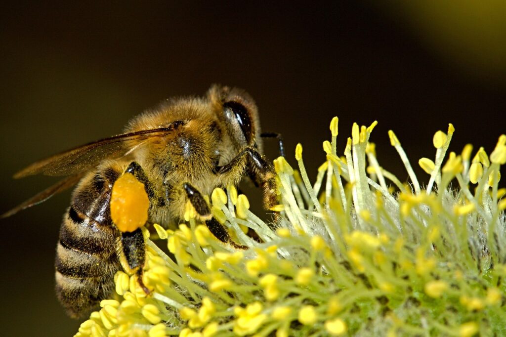 The Role of Bees in the Ecosystem: A Guide to Their Importance in Pollination Gardener
