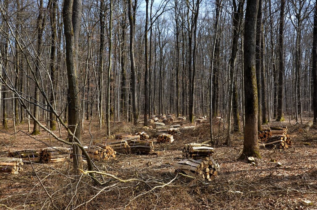How Biomass Energy Can Improve Employee Engagement in HR