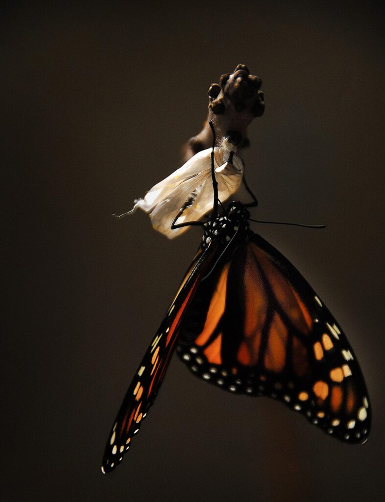 6. Driving Organizational Change: Transformation Success Stories 6. Driving Organizational Change: Transformation Success Stories