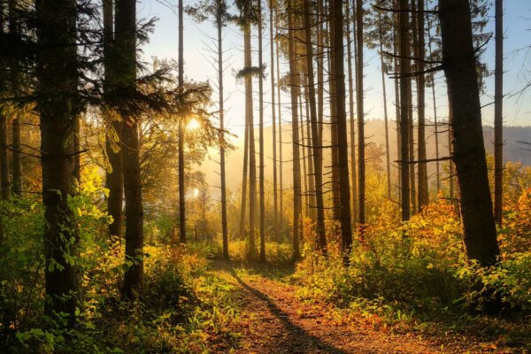 Embrace the Autumnal Splendor: A Guide to the Fall Season