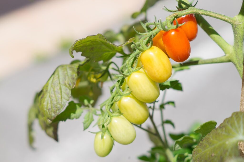 How a Mediterranean Diet Can Reduce Employee Stress and Improve Mental Health How a Mediterranean Diet Can Reduce Employee Stress and Improve Mental Health