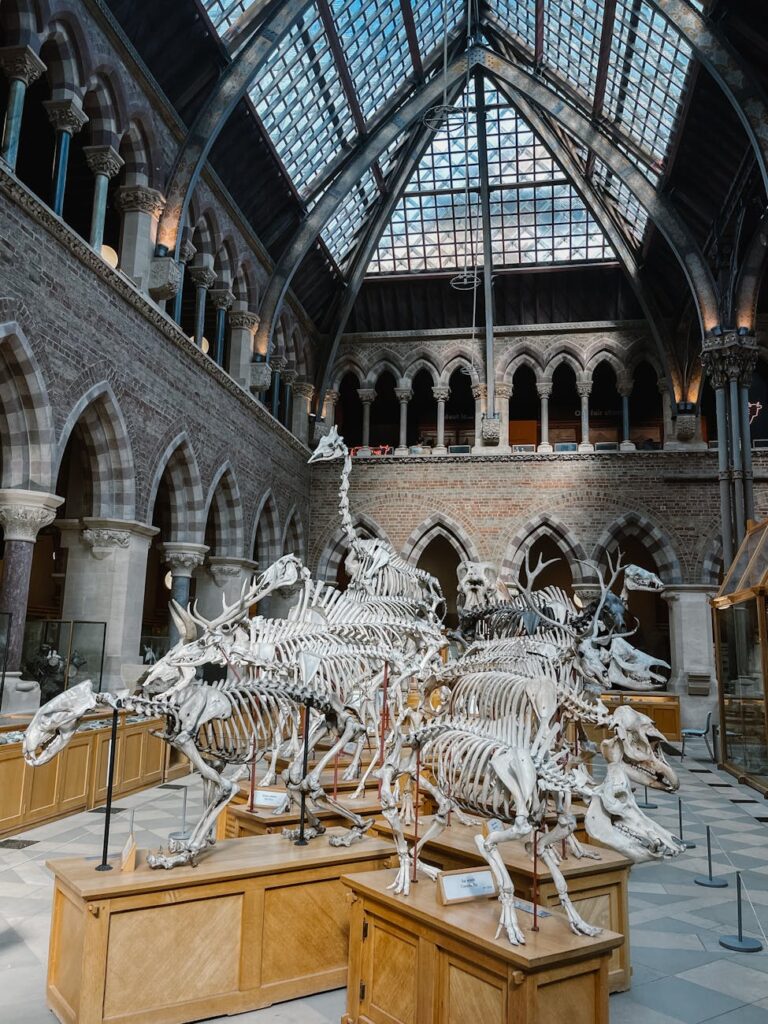 The Importance of Cultural Evolution resilience