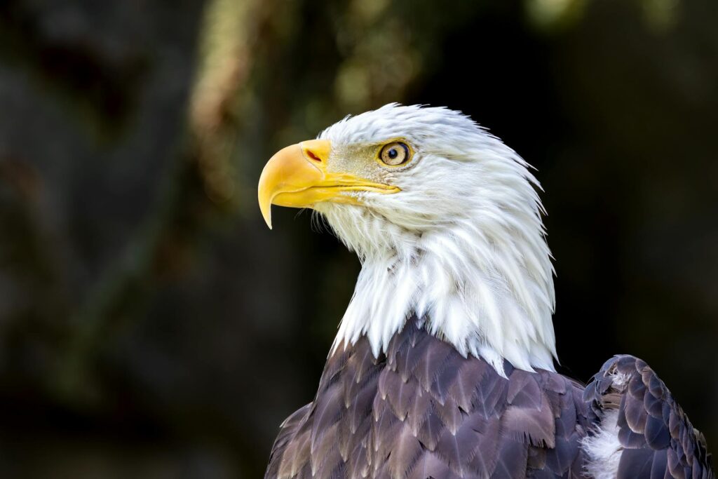How Bald Eagles Represent Strength and Freedom in HR Practices How Bald Eagles Represent Strength and Freedom in HR Practices