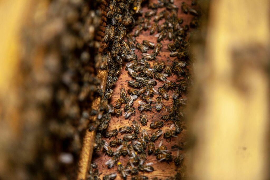 The Impact of Colony Collapse Disorder on Bee Populations: Strategies for Conservation The Impact of Colony Collapse Disorder on Bee Populations: Strategies for Conservation