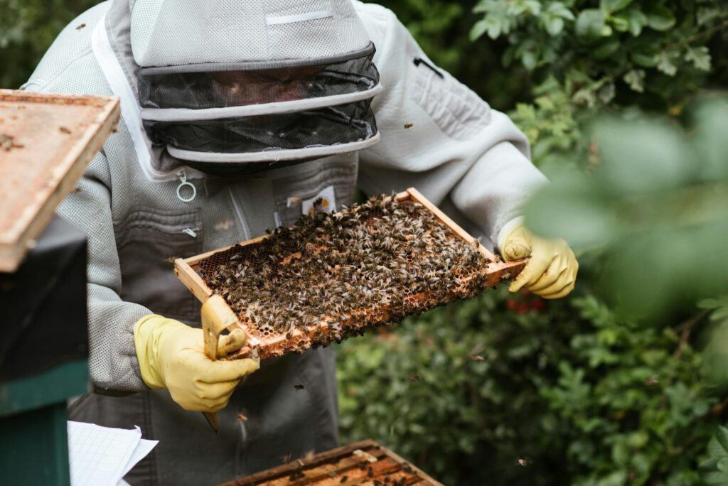 How Bees Can Benefit Your Garden and Agriculture: Tips for Attracting and Supporting Pollinators How Bees Can Benefit Your Garden and Agriculture: Tips for Attracting and Supporting Pollinators