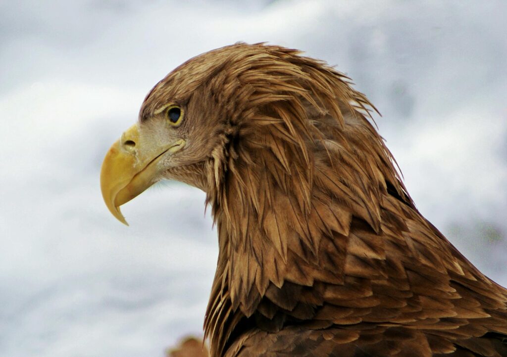 Balancing Strength and Freedom: Incorporating Bald Eagle Traits in HR Strategies Balancing Strength and Freedom: Incorporating Bald Eagle Traits in HR Strategies